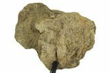Dinosaur (Triceratops) Frill Shield Section w/ Stand - South Dakota #383112-2